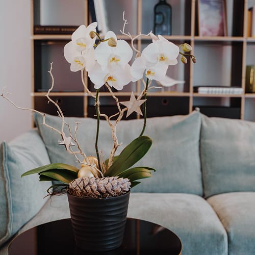 Zimmerpflanze «Festlich & edel» (Orchidee)
