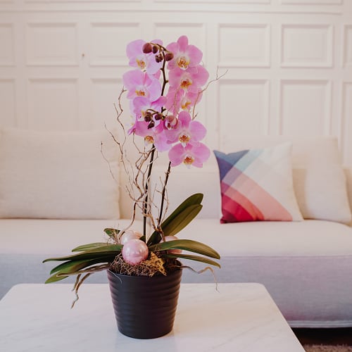 Zimmerpflanze «Zauberhaft & edel» (Orchidee)