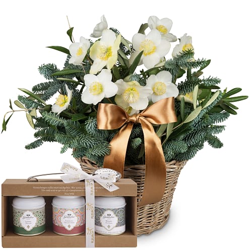 Christrose «Eisprinzessin» mit Gottlieber Tee Geschenk-Set
