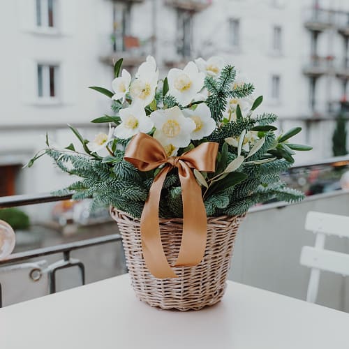 Christrose «Eisprinzessin»