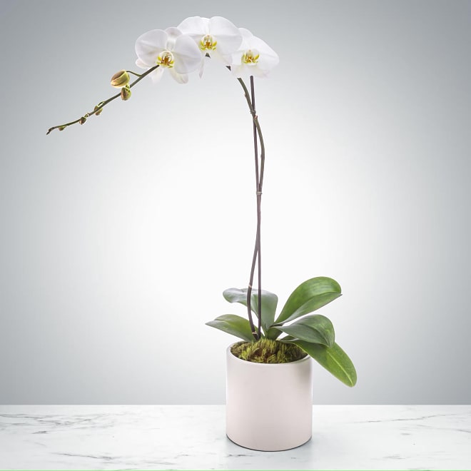 White Orchid