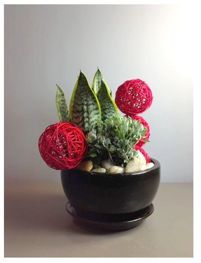 Arrangement of Plants