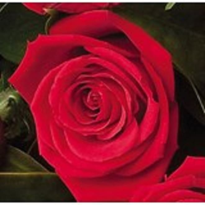 12 Roses ( medium stemmed )
