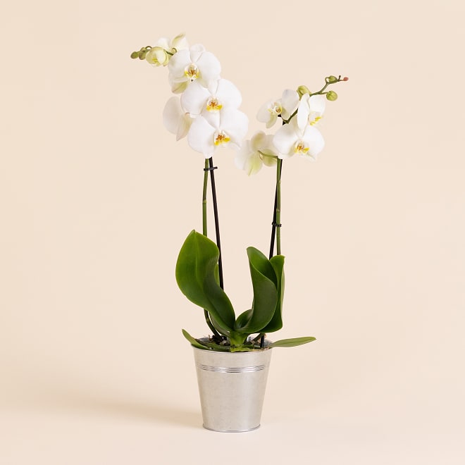 White Orchid