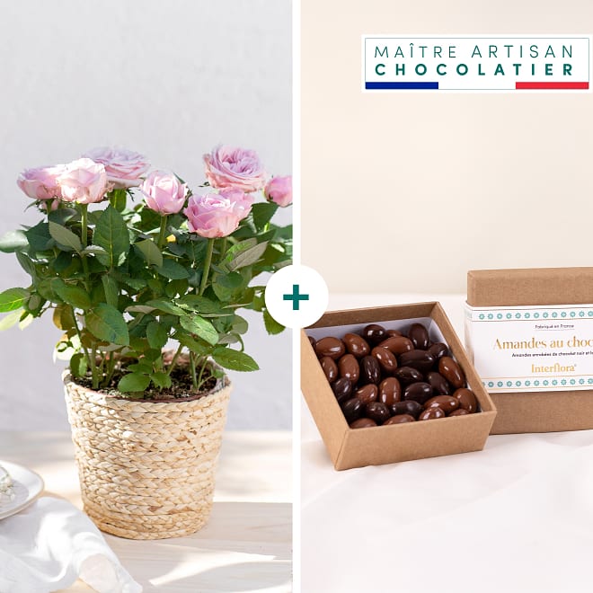 Rose plant and chocolates