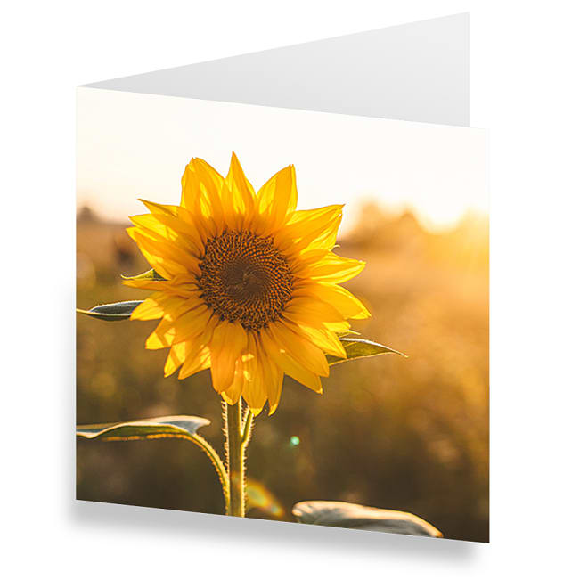 Sonnenblume