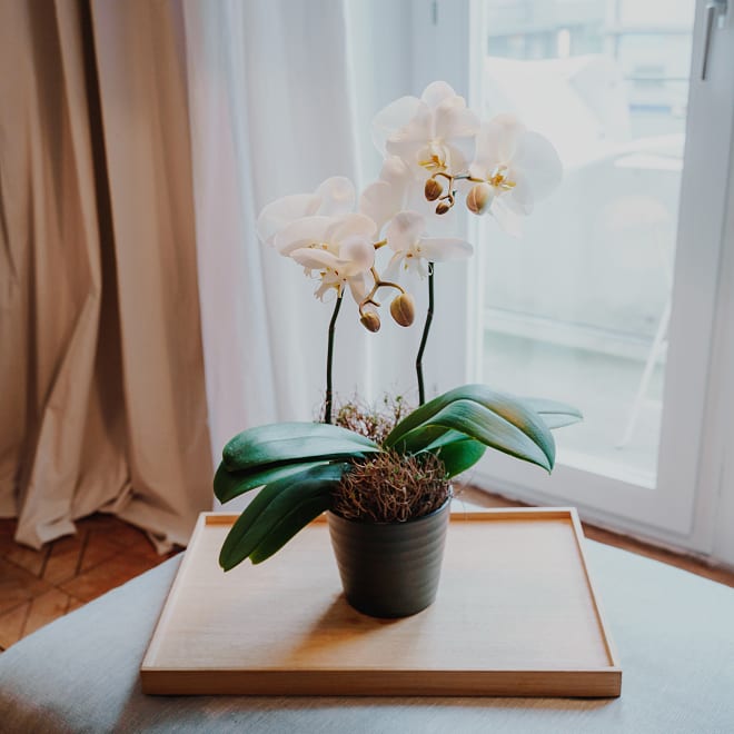 Weiße Orchidee (Phalaenopsis)
