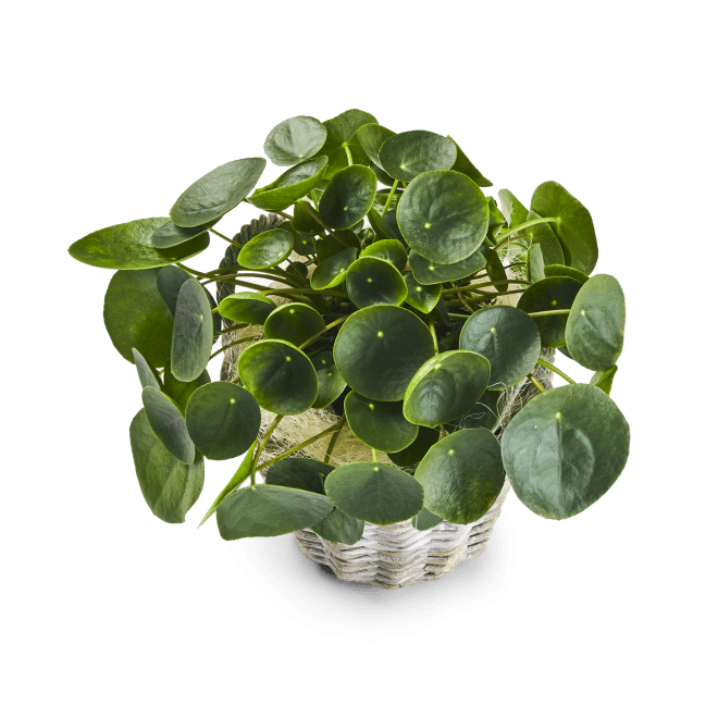 Pilea
