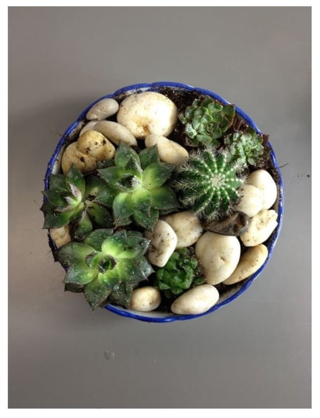 Arrangement of Plants