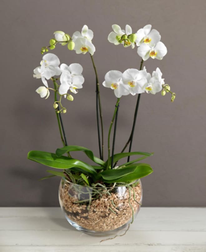 Orchid in glass bowl
