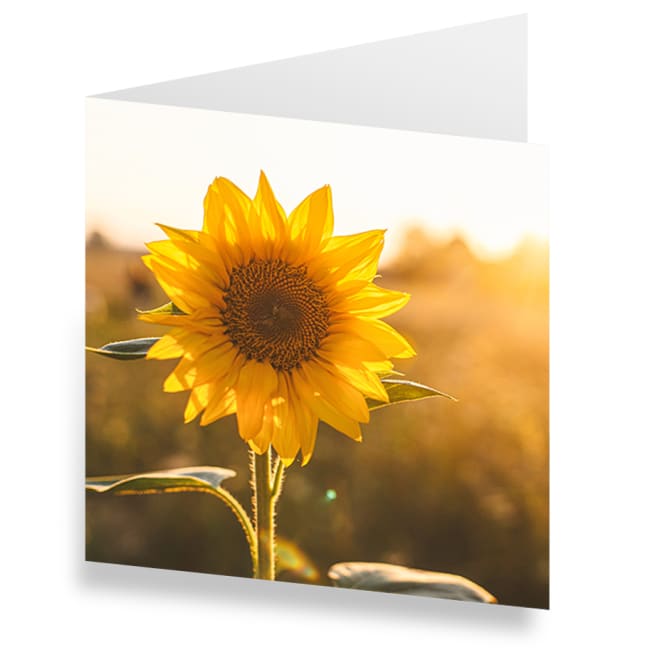 Sonnenblume