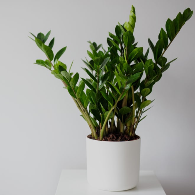 Pflanze Zamioculcas