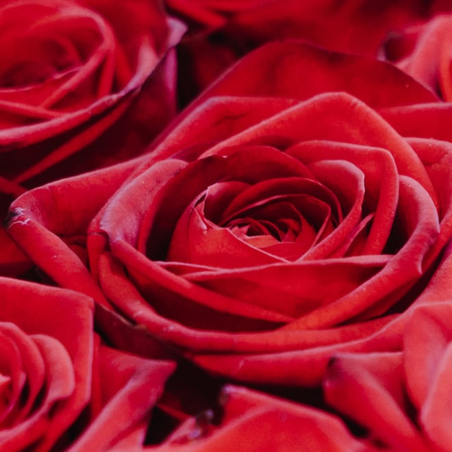 Flower bouquet «Red Roses»