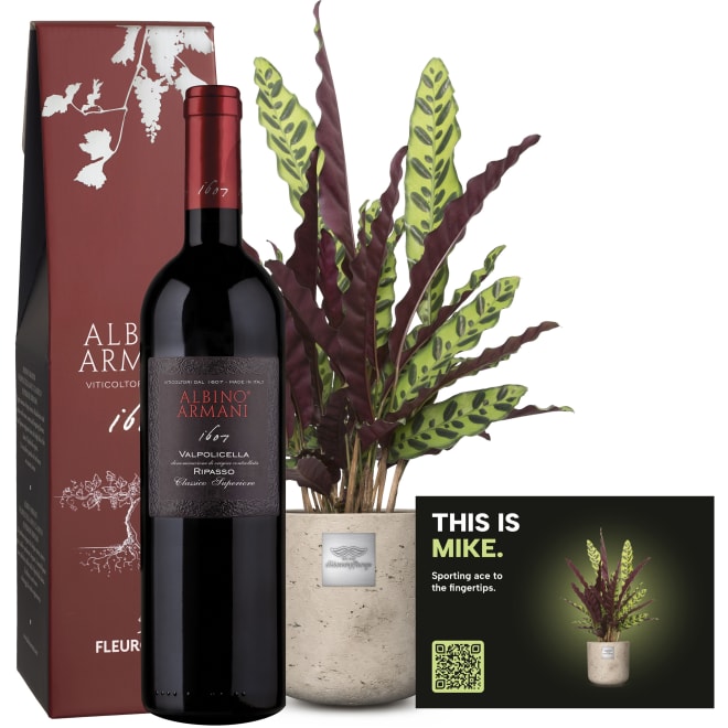Männerpflanze «Das ist Mike» (Calathea) mit Ripasso Albino Armani DOC (75 cl)