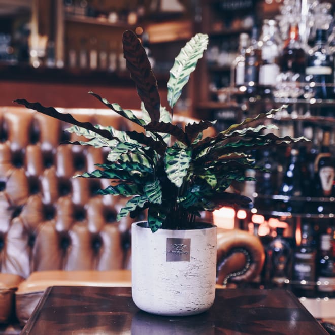 Männerpflanze «Voici Mike» (Calathea)