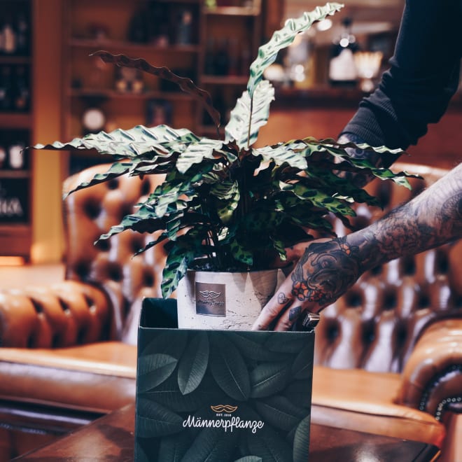 Männerpflanze «This is Mike» (Calathea)