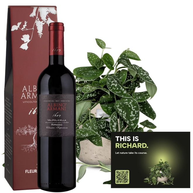 Männerpflanze «Das ist Richard» (Scindapsus pictus) mit Ripasso Albino Armani DOC (75 cl)