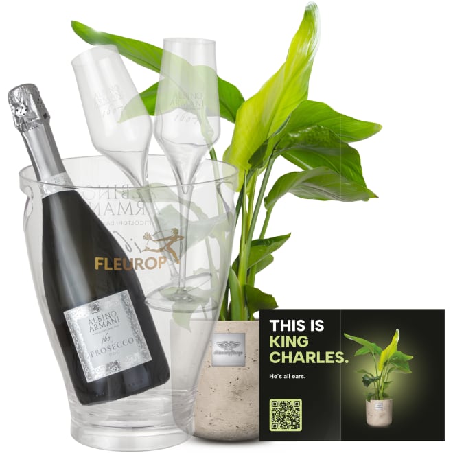 Männerpflanze «Das ist King Charles» (Strelitzia Nicolai) mit Prosecco Albino Armani DOC (75 cl) inkl. Eiskühler und zwei Flûte-Gläser