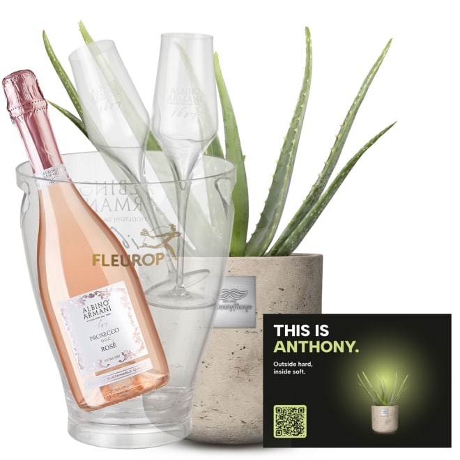 Männerpflanze «Das ist Anthony» (Aloe vera) mit Prosecco Rosé Albino Armani DOC (75 cl), inkl. Eiskühler und zwei Flûte-Gläser