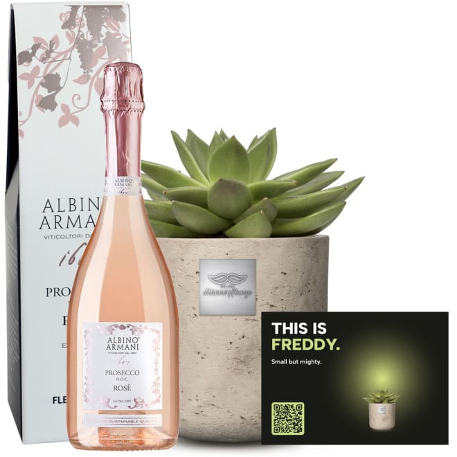 Männerpflanze «Das ist Freddy» (Echeveria) mit Prosecco Rosé Albino Armani DOC (75 cl)