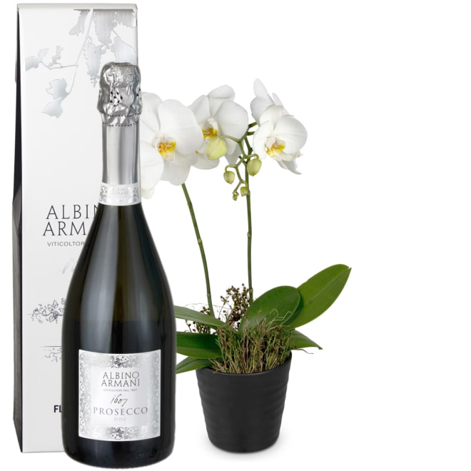 Zimmerpflanze «White Dream» (Orchidee) mit Prosecco Albino Armani DOC (75 cl)