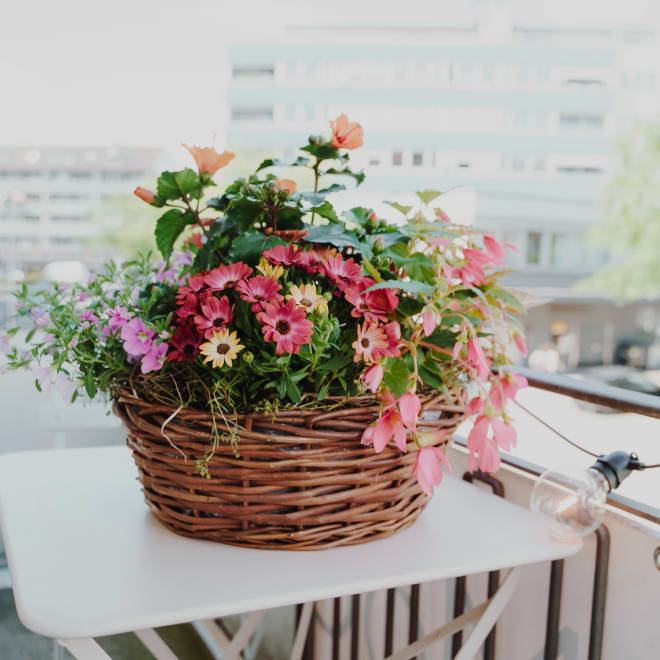 Pflanzenschale «Zarter Sommergarten»