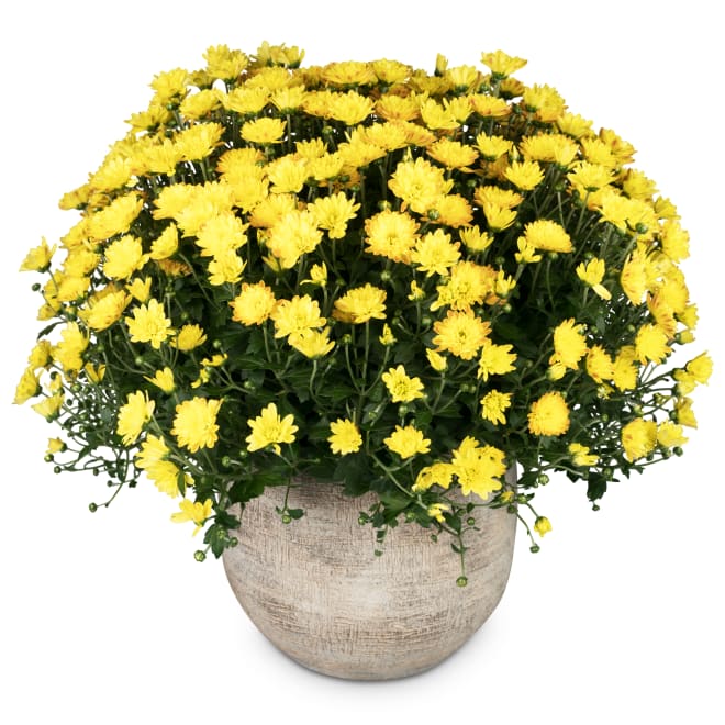 Chrysanthème «Ambiance d'automne» (jaune)