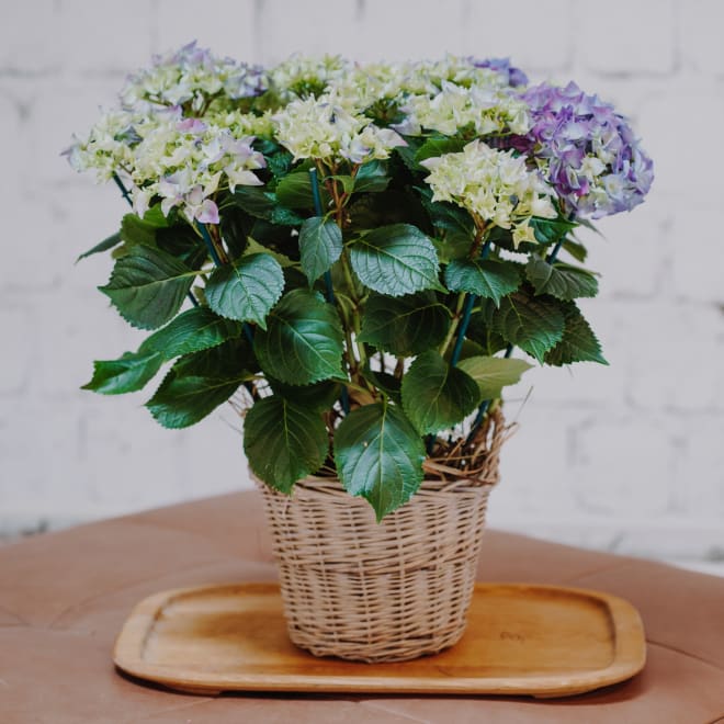 Hortensie «Vintage-Charme» (blau)