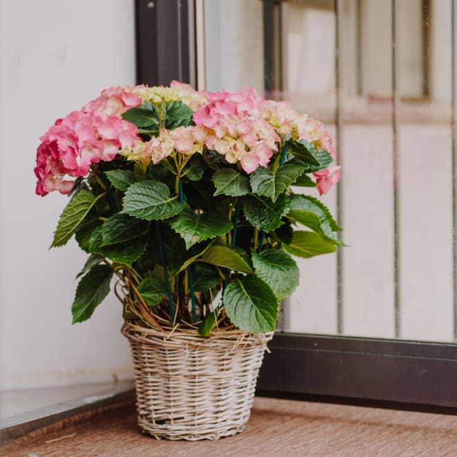 Hortensie «Vintage-Charme» (rosa)