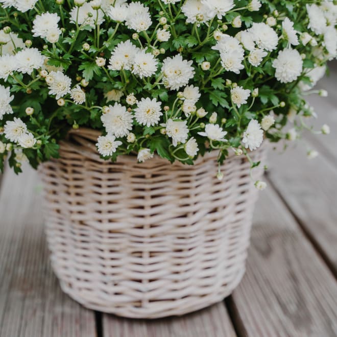 Chrysanthemum «Rest in Peace» white, (for the cemetery)