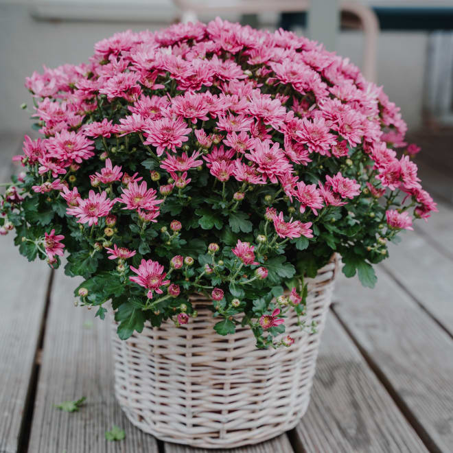 Chrysanthemum «Hope» pink, (for the cemetery)