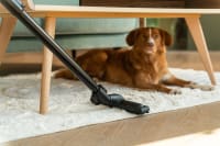 Showing Flexit standard floor nozzle vacuuming a rug with a dog resting in the background