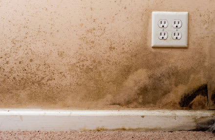 Mold Removal title=