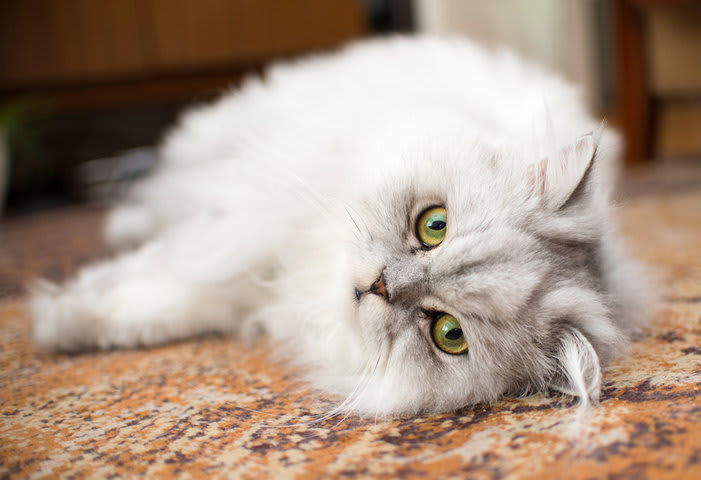 remove pet stain from oriental rugs