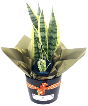 Air plant hub coupon