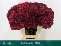Hydrangea Magical Dark Ruby | Hydrangea | Hydrangea | All