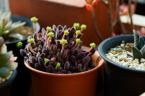 Crassula pubescens Crassula pubescens