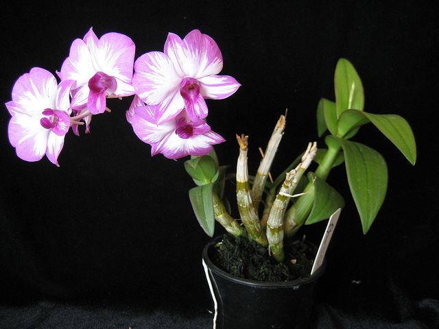 Дендробиум фаленопсис