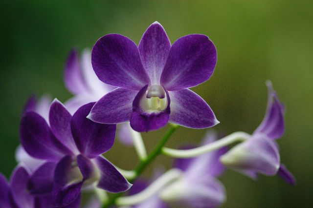 Дендробиум фаленопсис