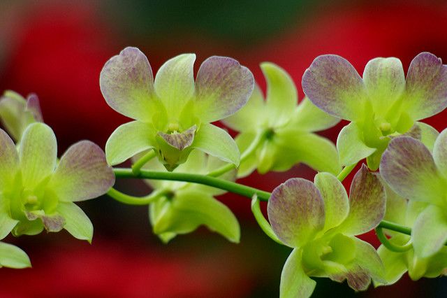 Дендробиум фаленопсис