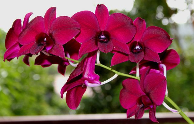 Дендробиум фаленопсис