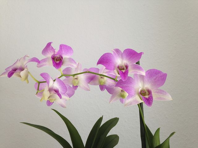 Дендробиум фаленопсис