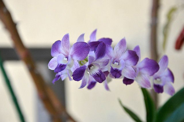 Дендробиум фаленопсис