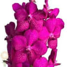 Vanda Orchid - Hot Pink