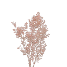 Preserved Dried 1/2 Stem Ruscus - Pink