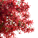 Christmas Bush - Red