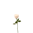 Roses - White