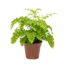 Adiantum Maidenhair Fern Plant