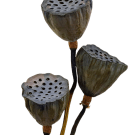 Preserved  Dried Large Lotus Pod - Natural