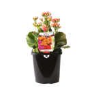 Potted Kalanchoe Plant - Hot Pink